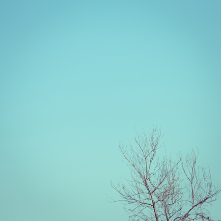 big dry tree white sky background, image used filter vintageの写真素材