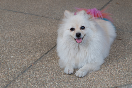 white pomeranian dog grooming with colourful tail, cute pet smiling happyの写真素材
