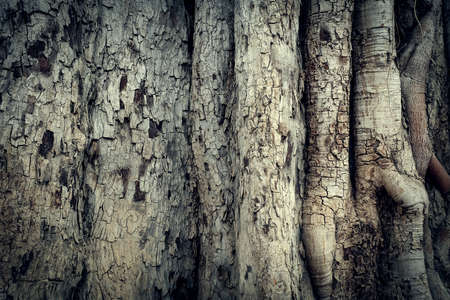 tree bark texture background, image used filter retroの写真素材