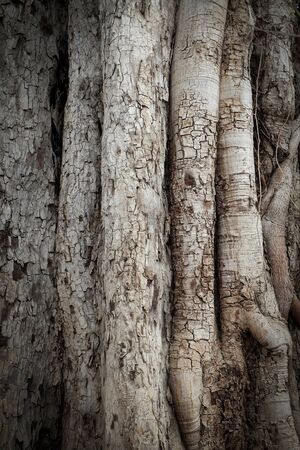 tree bark texture backgroundの写真素材