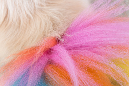 close-up white pomeranian dog grooming with colourful tailの写真素材
