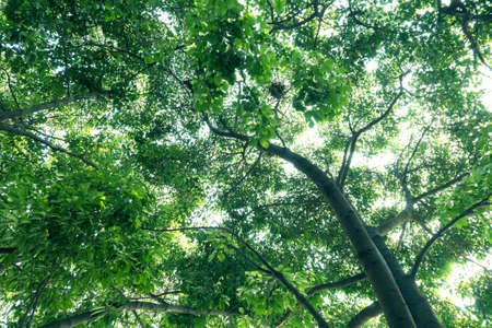 tree branch of green leaves on a big tree, nature backgroundの写真素材