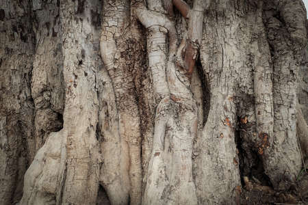 tree bark texture backgroundの写真素材