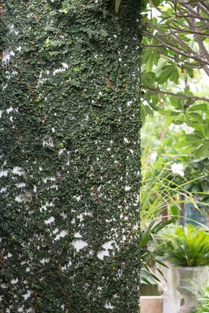 wall covered with green natural ivy, design of home gardenの写真素材