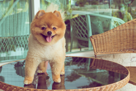 cute pets, a little pomeranian dog smiling happyの写真素材