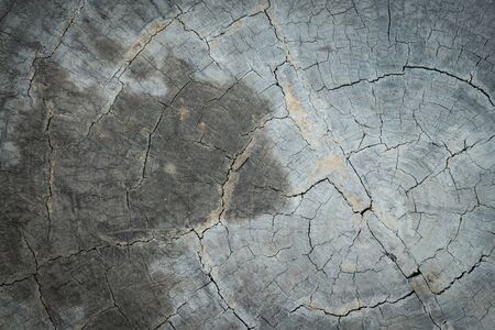 annual ring wood crack damage texture backgroundの写真素材