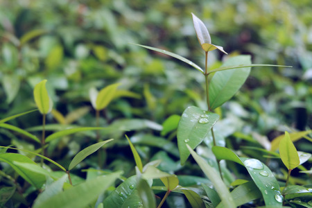 rain water dew drops on green leaf nature