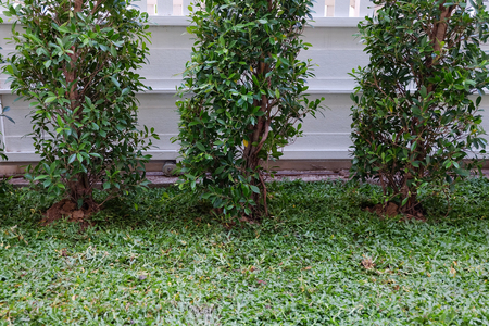 backyard, yard work planting tree and grass in gardenの写真素材