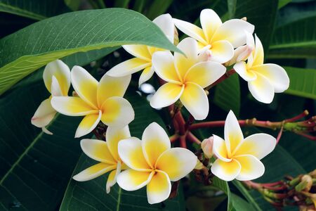 white frangipani tropical flower, plumeria flower fresh blooming on tree, spa flowerの写真素材