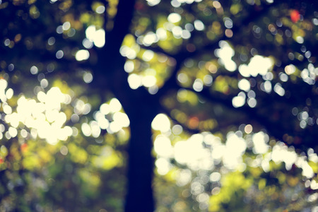 sunlight through leaves on tree, image blur bokeh background, image used vintage tone filter