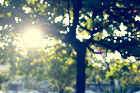 sunlight through leaves on tree, image blur bokeh background, image used vintage tone filterの写真素材