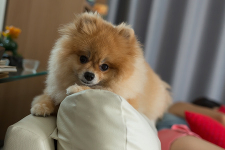 pomeranian small dog cute pets friendly in homeの写真素材