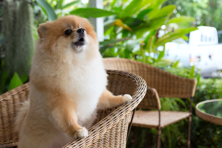 happy pomeranian dog cute pet smile friendlyの写真素材