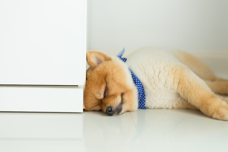 brown pomeranian puppy dog grooming short hair style, cute pet sleep in home with clean white tile floorの写真素材