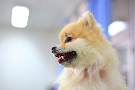 pomeranian dog cute happy smile, pets of lovely and the best friendの写真素材