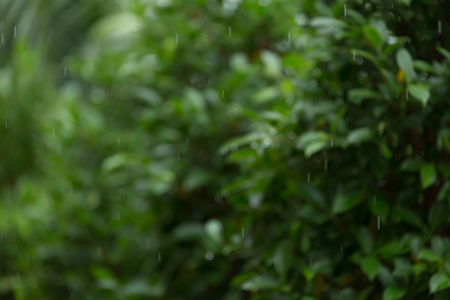 rain drop falling freshness with green bokeh nature, abstract blur backgroundの写真素材