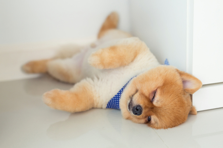 brown pomeranian puppy dog grooming short hair style, cute pet sleep in home with clean white tile floorの写真素材