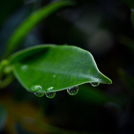 water dew drop on green leaf nature, abstract evergreen background