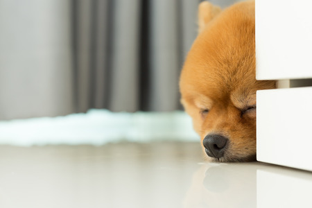 brown pomeranian puppy dog grooming short hair style, cute pet sleeping on clean white tile flooring in homeの写真素材