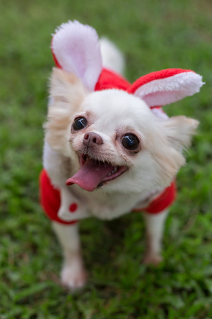 chihuahua small dog cute pet smile happy in green grass fieldの写真素材