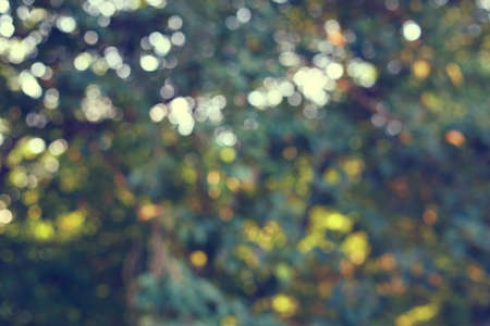abstract sunlight through tree green lush nature, image blur light bokeh backgroundの写真素材