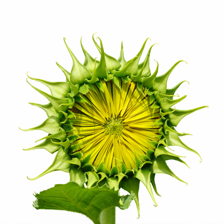 beautiful single sunflower bud isolated on white backgroundの写真素材