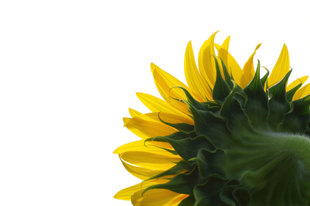 beautiful single sunflower blooming isolated on white backgroundの写真素材