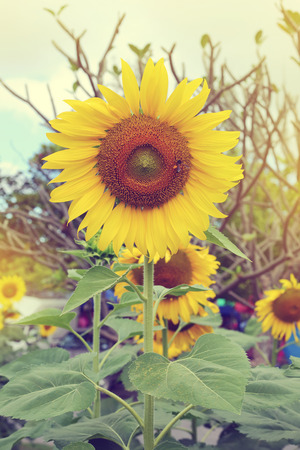 beautiful spring flower, bee feeding pollen honey in sunflower blossom blooming in summer gardenの写真素材
