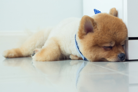 brown pomeranian puppy dog grooming short hair style, cute pet sleeping in home with clean white tile floorの写真素材