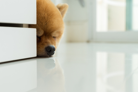 brown pomeranian puppy dog grooming short hair style, cute pet sleeping in home with clean white tile floorの写真素材