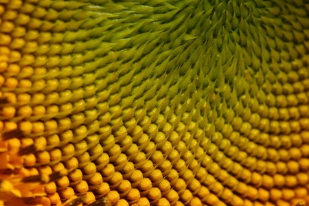 beautiful texture of pollen sunflower flora, abstract flower nature background, macro image photographyの写真素材