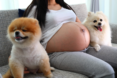 woman pregnant 9 month and pomeranian dog cute petsの写真素材