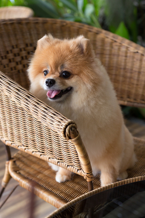 happy pomeranian dog cute pet smile friendlyの写真素材