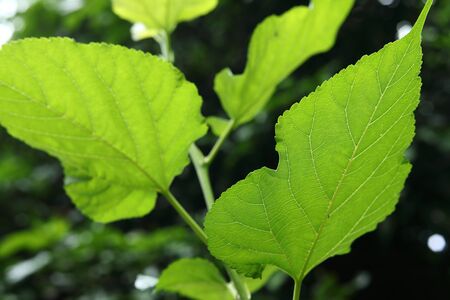 green leaf cell nature texture, photosynthesize of plant in sunny dayの写真素材