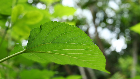 green leaf cell nature texture, photosynthesize of plant in sunny day