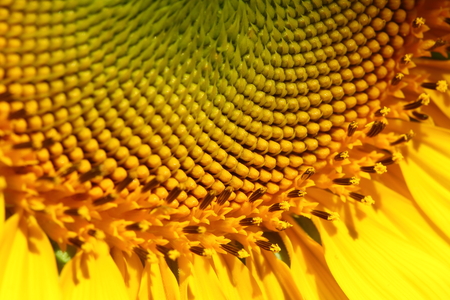 beautiful texture of pollen sunflower flora, abstract flower nature background, macro image photographyの写真素材