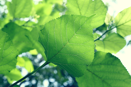 green leaf cell nature texture, photosynthesize of plant in sunny day