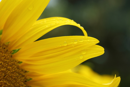 water dew drop on yellow flower petal, beautiful sunflower blooming in the morningの写真素材