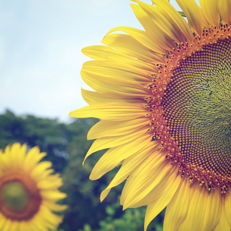beautiful flower, sunflower blooming in the morning summer dayの写真素材
