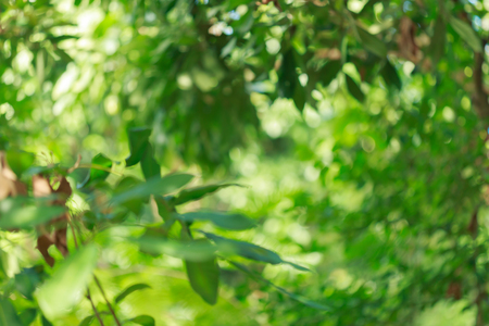 green bokeh light through tree in summer nature, abstract blur image backgroundの写真素材