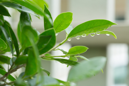 rain drop on green leaf nature, abstract blur evergreen backgroundの写真素材