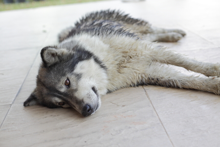 wet siberian husky dog cute pet