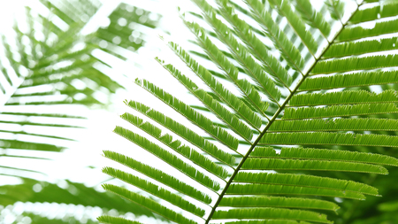 abstract green leaves foliage in nature background with soft sunlightの写真素材