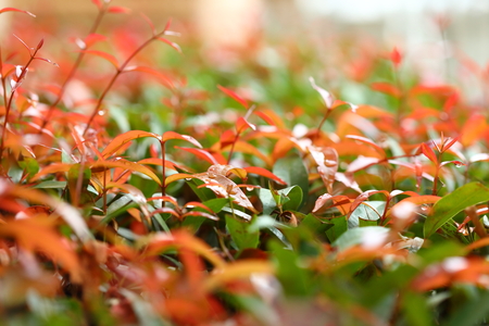 landscaping of green nature garden with water dew drop on leaf, springtime in the morning dayの写真素材