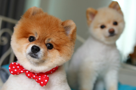 two adorable pomeranian dog small animal in home, cute pet grooming face round short hairstyleの写真素材