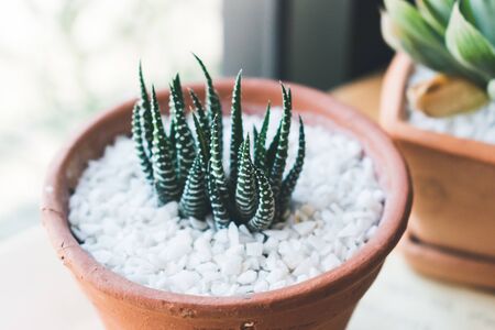 small zebra cactus ornamental plant for decoration in homeの写真素材
