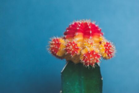 small cactus ornamental plant for decoration in homeの写真素材