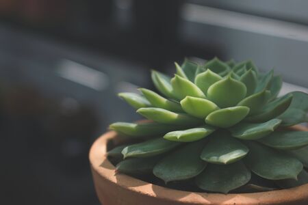 small haworthia cactus ornamental plant for decoration in homeの写真素材