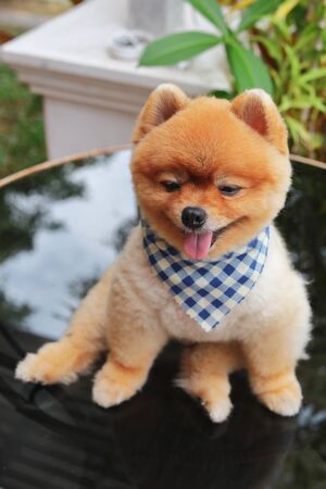 brown pomeranian dog happy smile of small animal, cute pet grooming face round short hairstyleの写真素材
