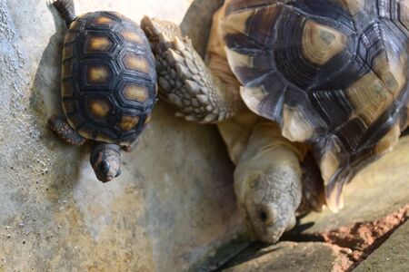 turtle animal of long life in wildlifeの写真素材